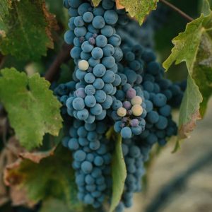 Grape